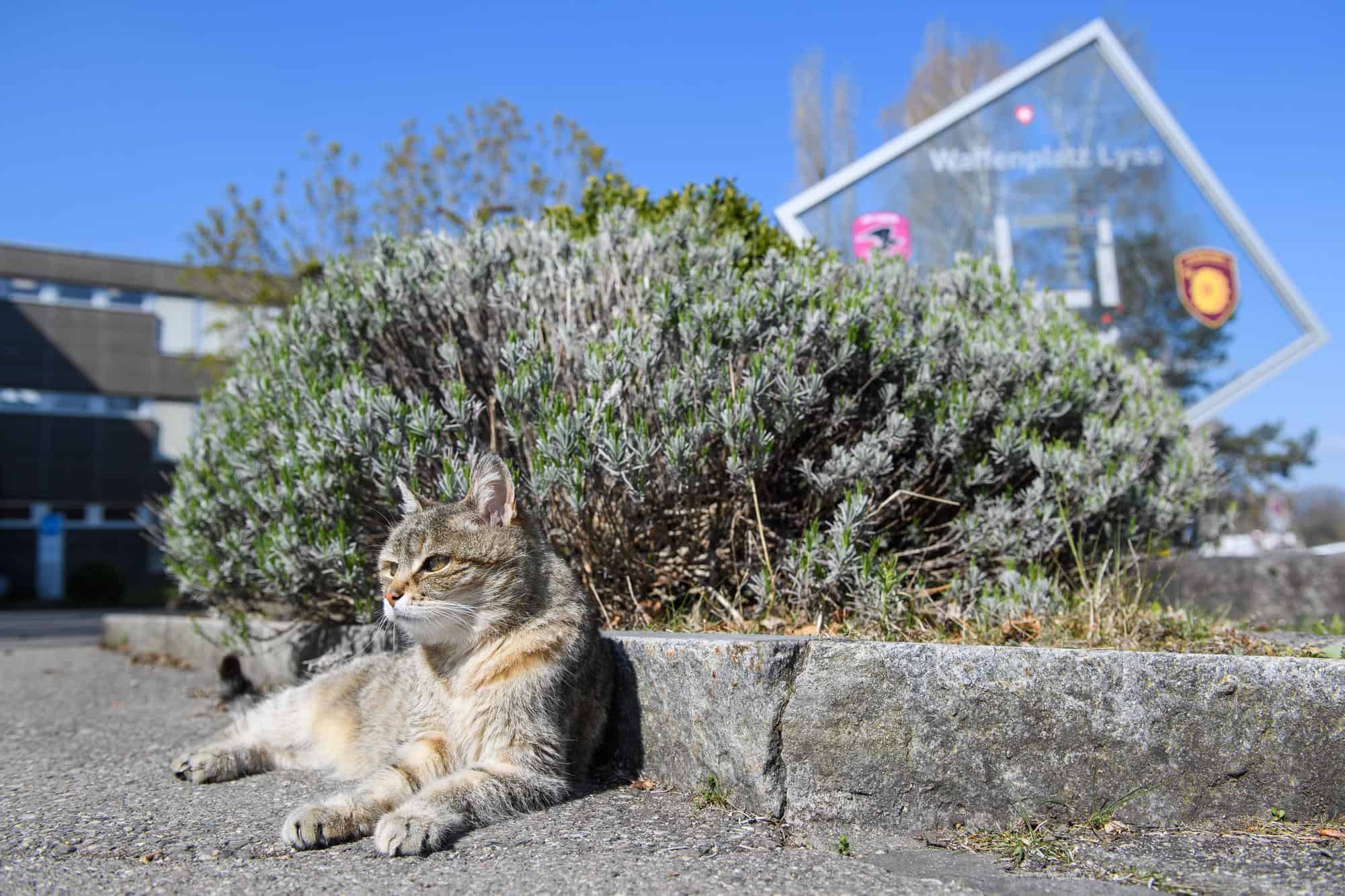 Foto : Raphael Moser bernerzeitung.ch