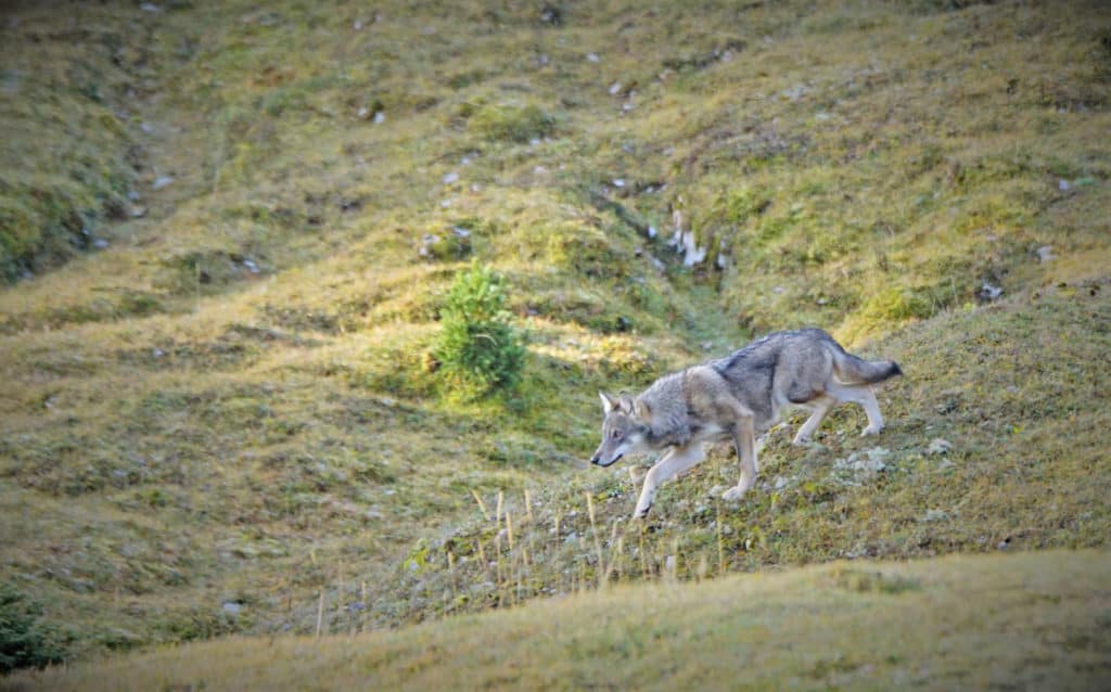 Un des loups de la meute du Marchairuz (Photo : Jean-François Dupertuis)