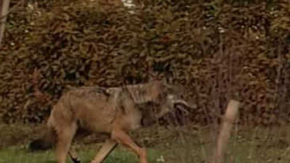 Le canidé filmé au milieu d'habitations de Grimisuat est un loup. Verdict posé par Yvon Crettenand, biologiste auprès du Service de la chasse, de la pêche et de la faune de l'Etat du Valais. LDD