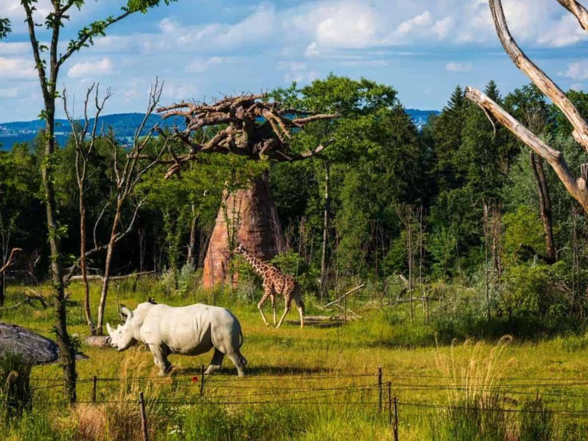 Dans la savane zurichoise, les animaux se côtoient dans un décor réaliste, entouré par la lisière de la forêt. Zoo de Zurich/Goran Basic